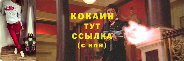прущие грибы Новозыбков